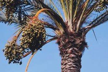 After 1 week 6 buds grown little. How to Plant Date Palm Tree Seeds | Home Guides | SF Gate