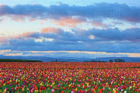 Sunrise Over A Tulip Field At Wooden Shoe Tulip Farm Woodburn Oregon