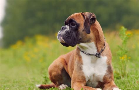 Boxer Dog Overview Description Temperament Facts 43 Off