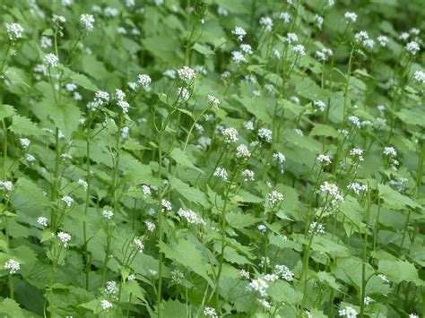 Garlic Mustard Pesto The Perfect Recipe For Foragers Backdoor Survival