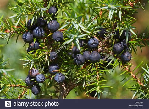 Common Juniper Ground Juniper Juniperus Communis Juniper Berries