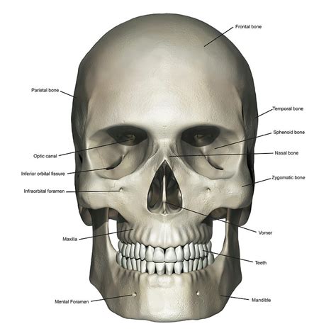 Anterior View Of Human Skull Anatomy Photograph By Alayna Guza Fine