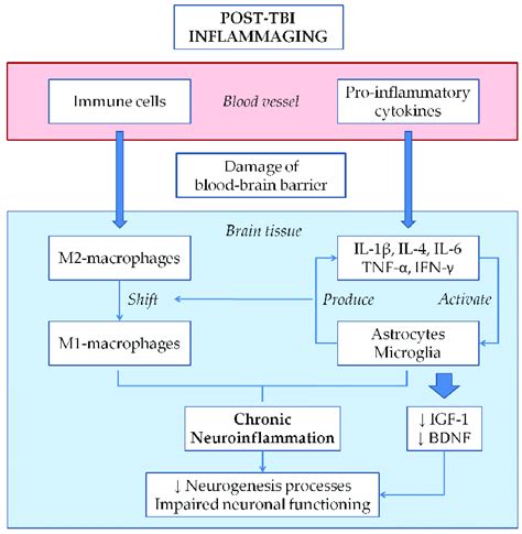 Mechanism Of Post Tbi Inflammaging Vascular Damage Caused By