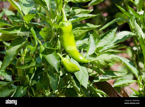 Chili Pepper Plant Stock Photo Alamy