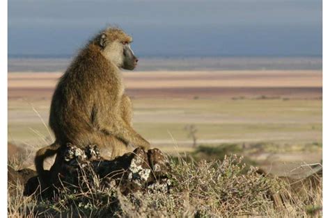 Male Baboons Found To Engage In Feticide