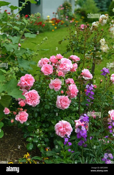 Ornamental Rose Rosa Bonica 82 Rosa Bonica 82 Cultivar Bonica 82