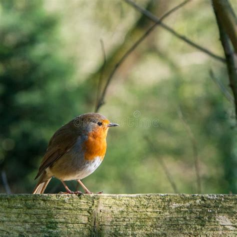 Robin Profile Stock Photo Image Of Songbird Beautiful 90119056