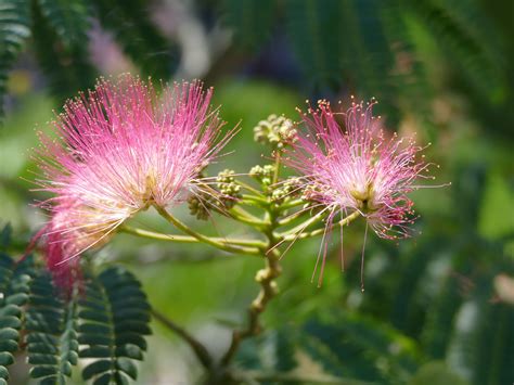 Free Images Nature Blossom Flower Botany Pink Flora Wildflower