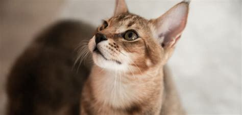 Chausie Cat Breed The Best Hybrid Cat Information PetsTime