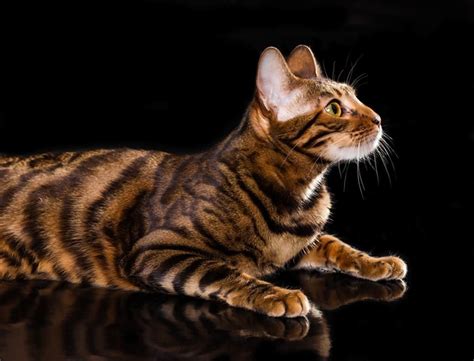 Toyger 】 History Photos And More 【2019】