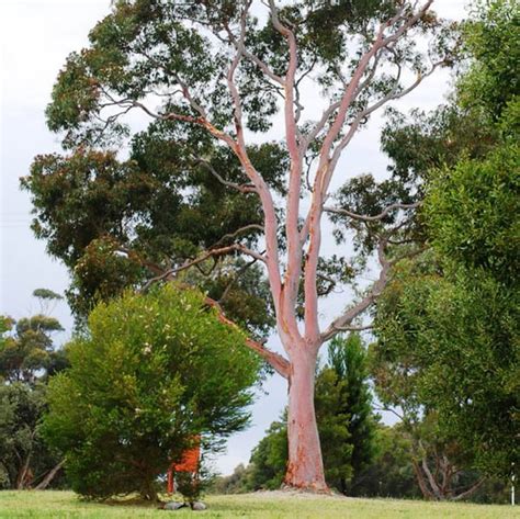 Angophora Costata A D Miscellaneous Australian Seed