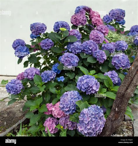 Hortensie Hydrangea Macrophylla Stock Photo Alamy