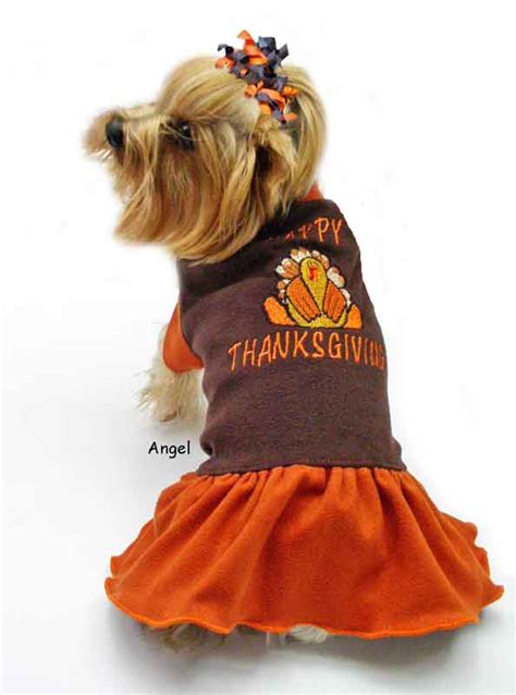 Cute Dogs Alert Pics For Some Happy Thanksgiving Cheer
