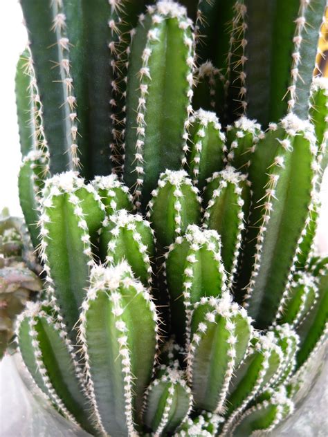 Flowering plants names in pakistan. My Own Cactus & Succulent | kinds of ornamental plants