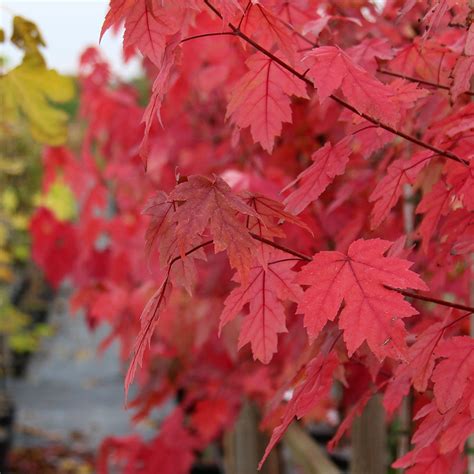 Acer Autumn Blaze Red Maple Tree Mail Order Trees