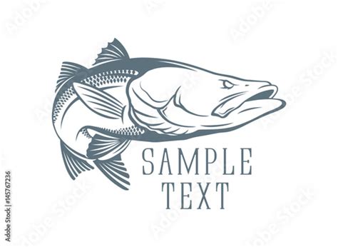 Common Snook Fish Stock Image And Royalty Free Vector Files On