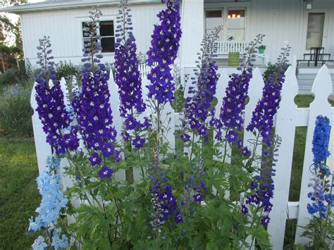 Flowers that bloom in june in massachusetts. Garden Fancy: June Flowers