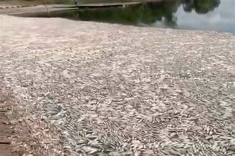 Thousands Of Dead Fish Wash Up Along Shore In Bizarre Phenomenon