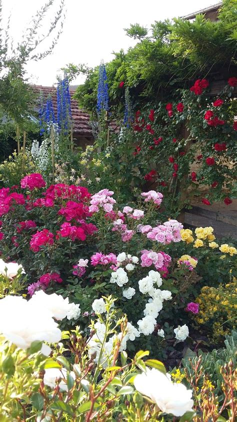 L'euryops è una pianta perenne appartenente alla famiglia delle questa pianta si caratterizza non solo per i splendidi fiori gialli che fioriscono da febbraio fino a settembre. Il mio giardino di montagna | Giardino, Fiori