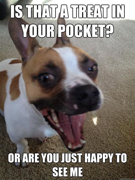 Funny Dog Memes The Ultimate Collection Dog Training Basics