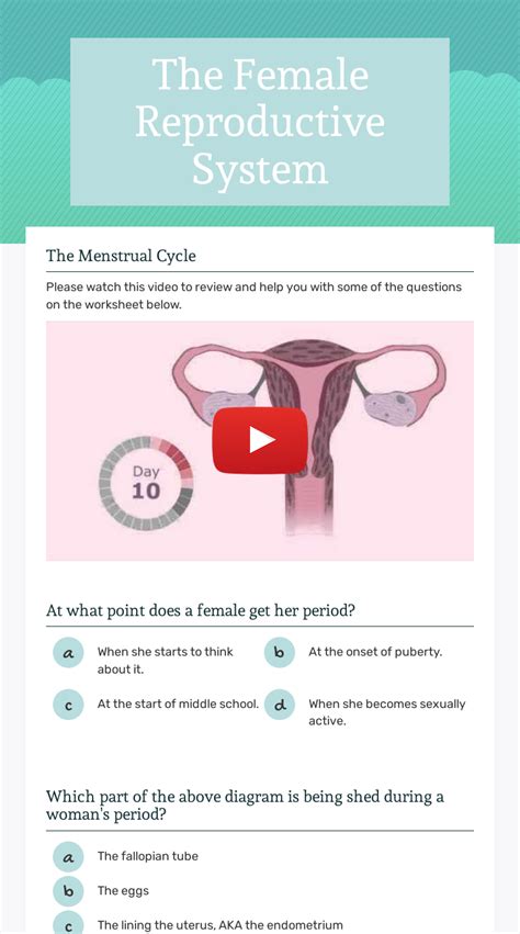 The Female Reproductive System Interactive Worksheet By Staci