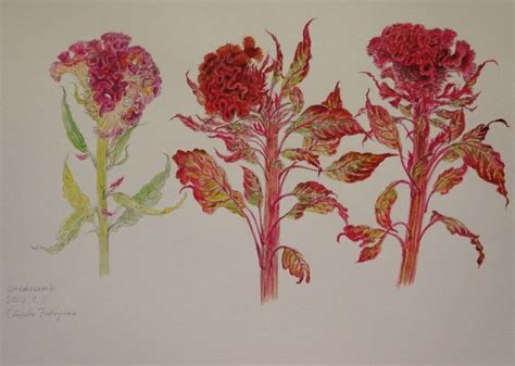 Three Different Colored Flowers Are Shown In This Drawing One Is Red