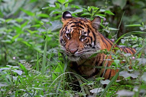 Sumatraanse Tijger Sumatran Tiger Panthera Tigris Sumatrae Stock