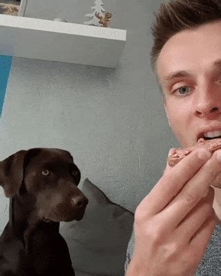 Dog begging for food gif. He's Too Proud To Be Caught Begging For Food | Bored Panda