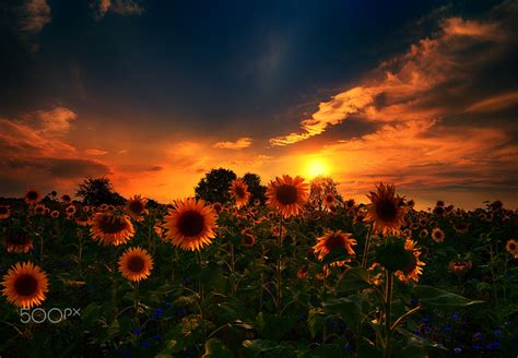 Sunset And Sunflowers Ii Sky Aesthetic Sunflower Sunset Sunset