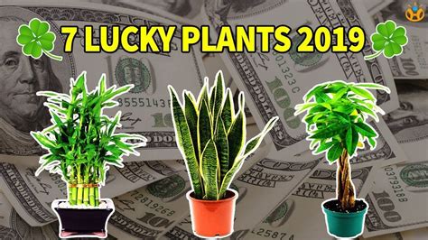 Strange behavior on the part of animals was cause for concern. 7 Lucky Plants Bring Health, Wealth & Prosperity in 2019 ...