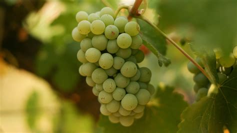 Why The Chenin Blanc Grape Is Making A Comeback In California