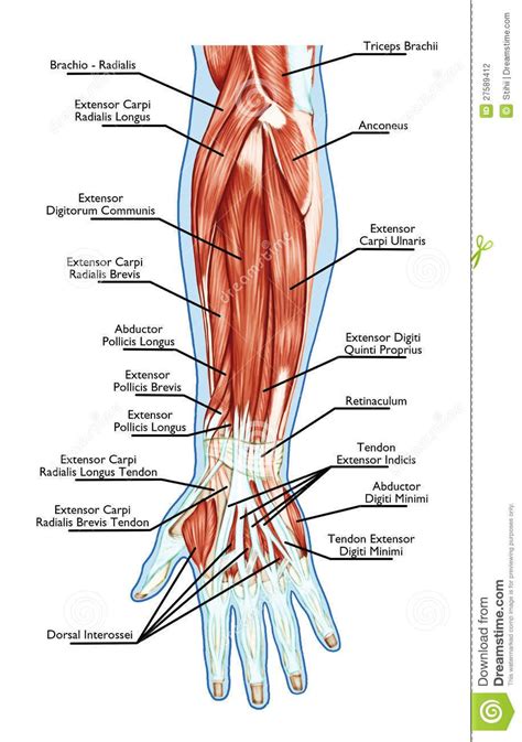 Schema Muscle Du Corps Recherche Google Medical Anatomy Hand