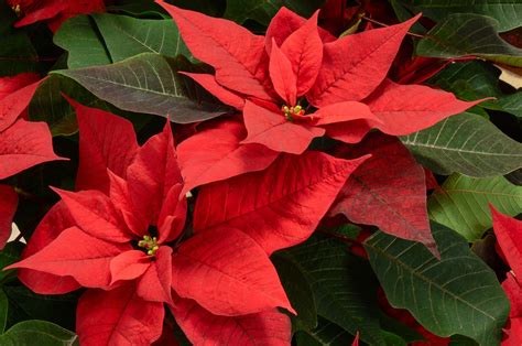 How To Grow And Care For Poinsettia Uk
