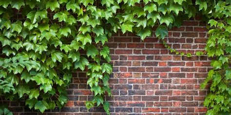Is Boston Ivy Bad For Brick