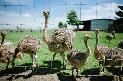 Traveling In Germany Visiting An Ostrich Farm Hidden Travel