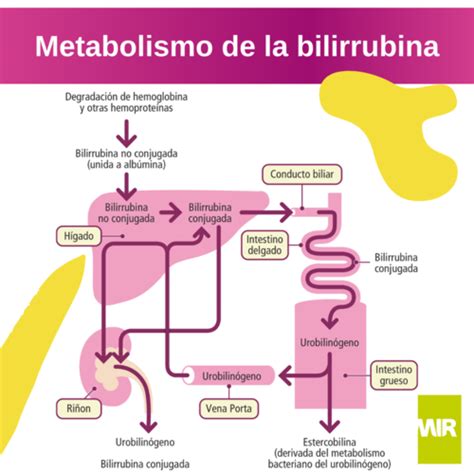 Metabolismo De La Bilirrubina Quizizz The Best Porn Website