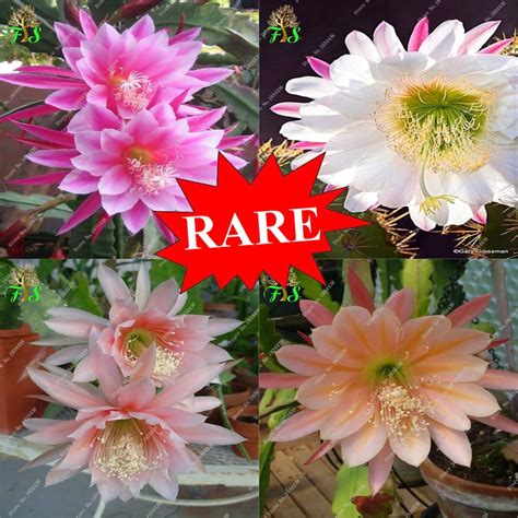 The tip of each segment is slightly curved but they can look. RARE 100pcs Christmas Cactus Flowers Echinopsis Tubiflora ...