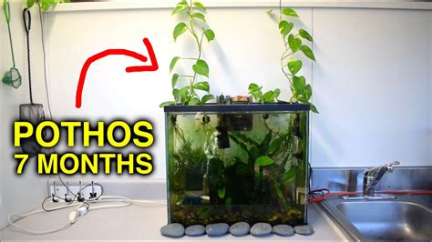 Pothos In Aquarium 7 Month Update Youtube