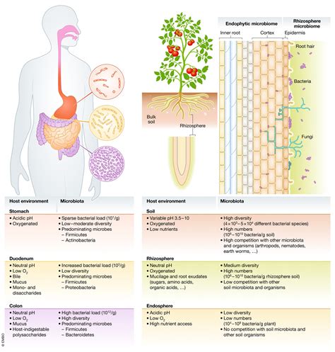 Microorganismos Das Plantas Afetam A Microbiota Humana — Andreia Torres