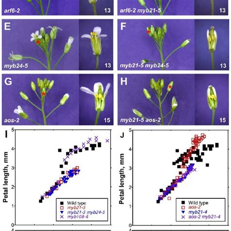 Genetic Model Of Arabidopsis Flower Maturation A Diagram Of