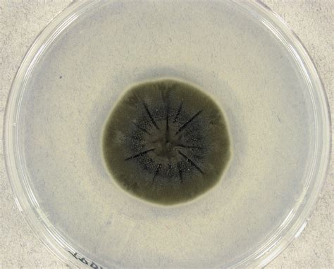 Cladosporium Sphaerospermum Il Fungo “mangia Radiazioni”