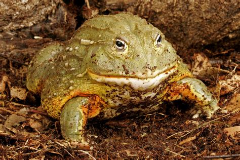 African Bullfrog Pixie Frog Photograph By John Bell