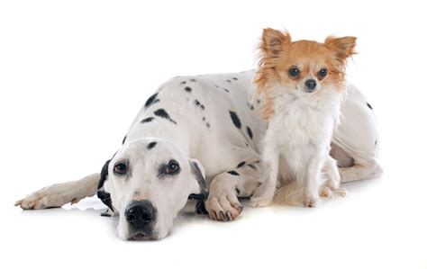 Premium Photo Dalmatian And Chihuahua