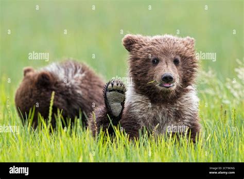 Usa Alaska Lake Clark National Park And Preserve Brown Bear Cubs