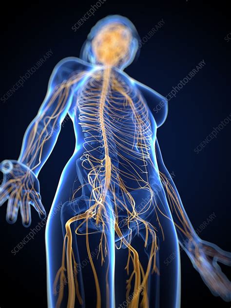 The central nervous system or cns include the brain and spinal cord. Nervous system, artwork - Stock Image - F004/7543 - Science Photo Library