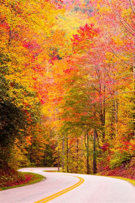 Picture Perfect Fall Foliage Great Smoky Mountains National