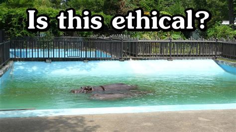 Should vegans support zoos? Are they inherently cruel? - YouTube
