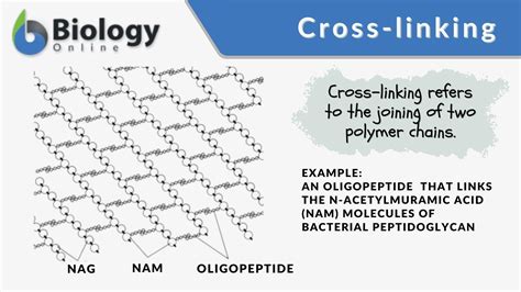 Cross Linking Definition And Examples Biology Online Dictionary