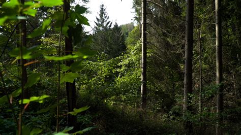 I would grant the permission, then some time later i would come across a new permission and i'd have to grant that one too. The beetles infestation destroying European forests - CGTN