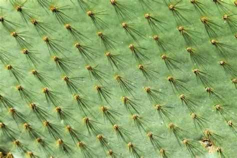 Macro Photo Of Green Cactus Texture Background Stock Photo Image Of